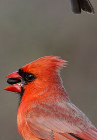 Close-up of a bird looking away