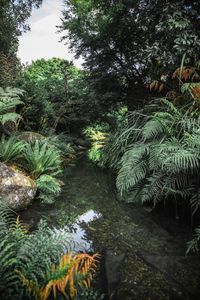 Trees growing in forest