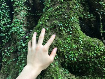 Cropped image of hand touching tree trunk in forest