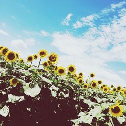 Low angle view of yellow flowering plant against sky