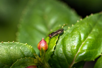 Close-up of insect on fruit