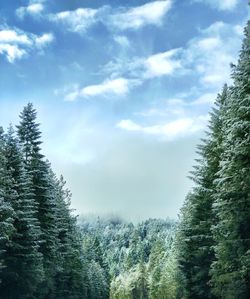 Pine trees in forest against sky during winter