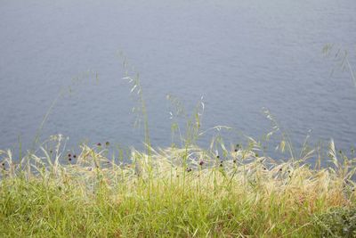 Plant growing in water