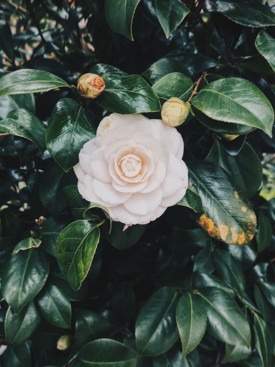 CLOSE-UP OF ROSE IN PLANT