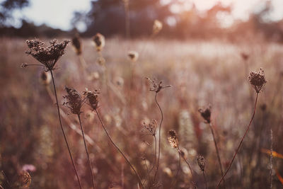 Close-up of dried plant on field