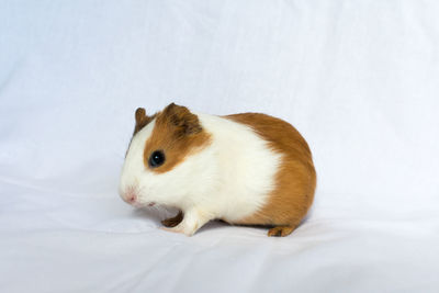 Red-haired with white spots guinea pig on a white wall background.