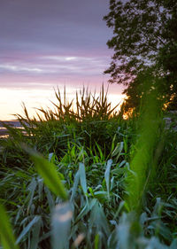 Close-up of grass growing in field during sunset