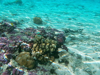 High angle view of fishes swimming in sea