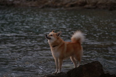 Dog looking away