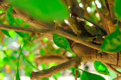 Close-up of lizard on tree