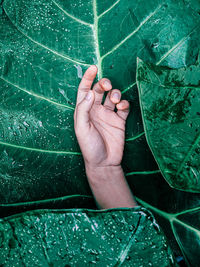 High angle view of woman hand holding leaf