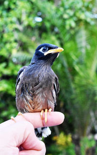 Close-up of hand holding bird