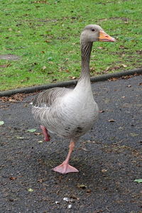 View of a bird on field