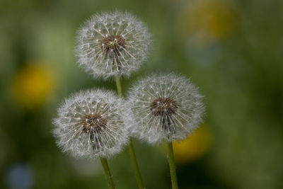 Close-up of dandelion against blurred background