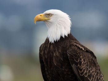 Close-up of bald eagle