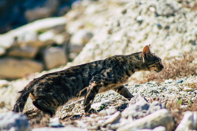 Side view of a cat on rock