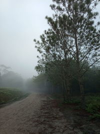 Road amidst trees against sky during foggy weather