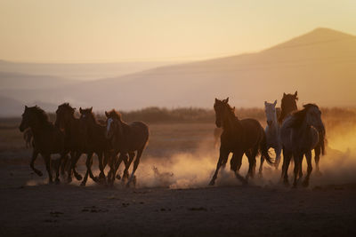 Horses running at desert