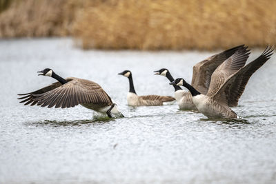Flock of birds flying over water during winter