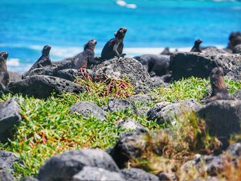 Flock of birds on rock at sea shore