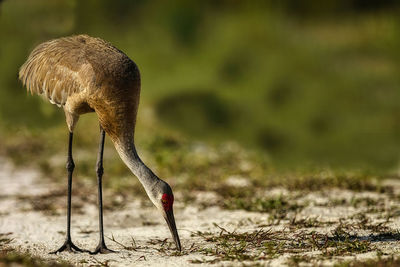 Close-up of bird on field