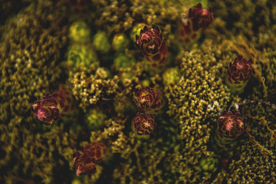 Close-up of green leaves