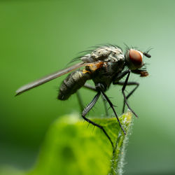 Close-up of fly on leaf