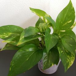 Close-up of fresh green leaves on potted plant against wall