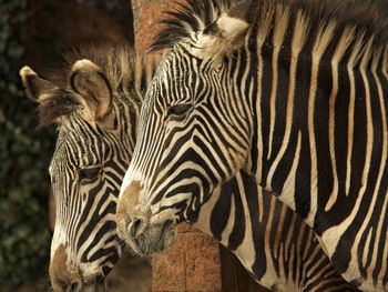 Close-up of zebras