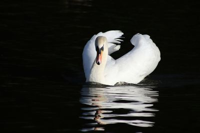 Swan swimming in lake