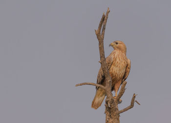 Low angle view of bird perching against clear sky