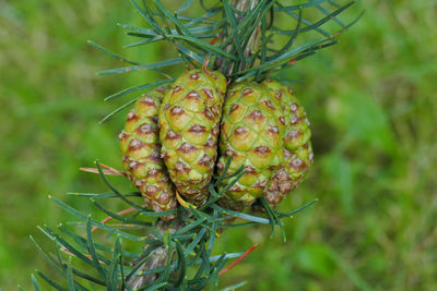 Close-up of fruits hanging on plant