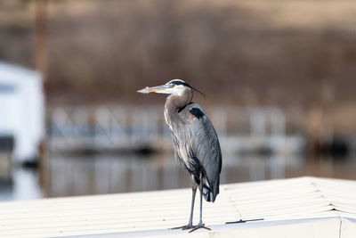 Close-up of gray heron perching on railing