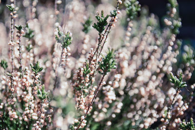 Close-up of flowering plant