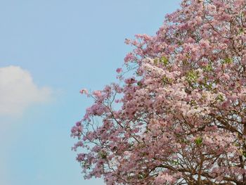 Low angle view of cherry blossom tree