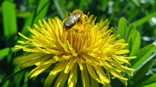 Close-up of bee pollinating on yellow flower