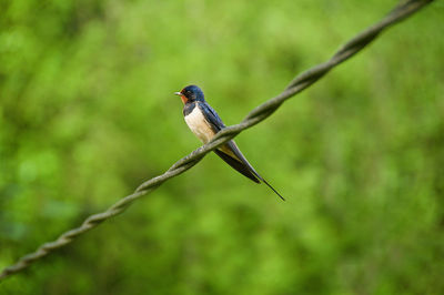 Bird perching on a branch