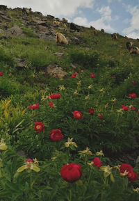 Red poppy flowers growing on field