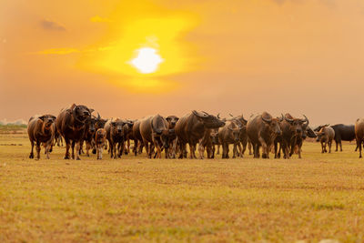 Buffalo buffalo walking on the grassland in the evening.