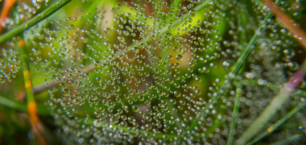 Close-up of wet plants