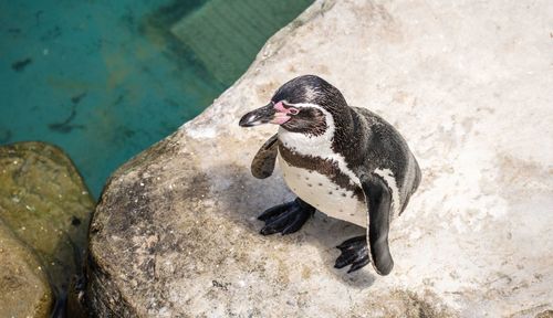 High angle view of penguin on rock