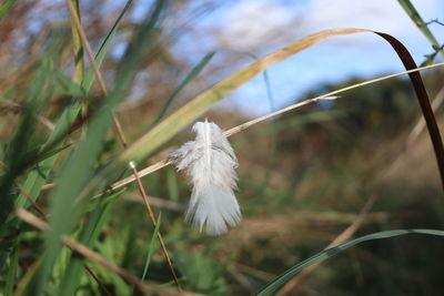 Close-up of white bird perching on plant