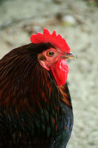 Close-up of rooster