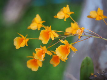 Close-up of yellow flowering plant