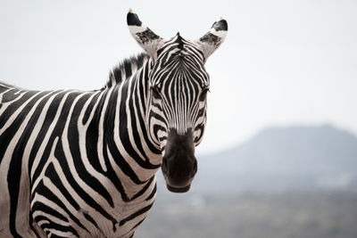 View of a zebra against mountain