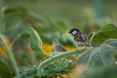 Close-up of birds perching on plant