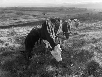  cows grazing in a field