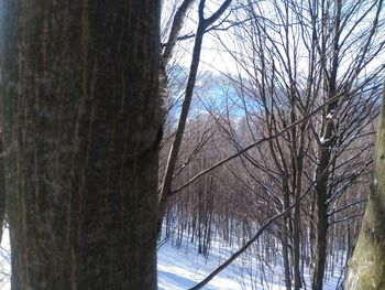 Bare trees against sky during winter