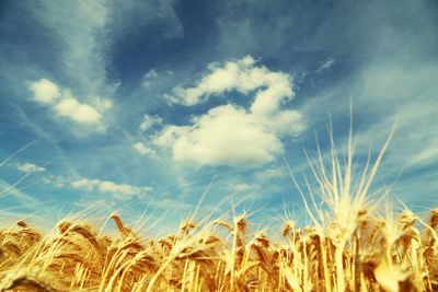 Low angle view of wheat field against sky