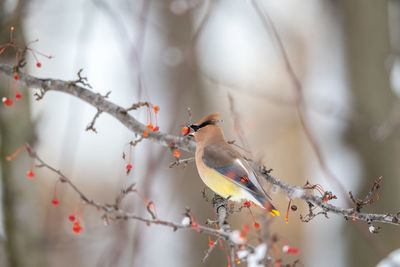 Low angle view of birds perching on branch